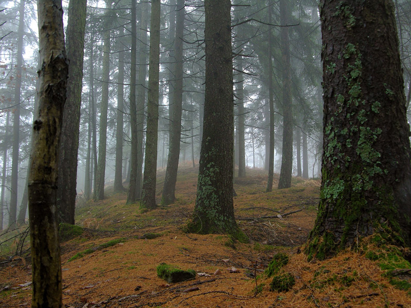 Atmosfere nel bosco......
